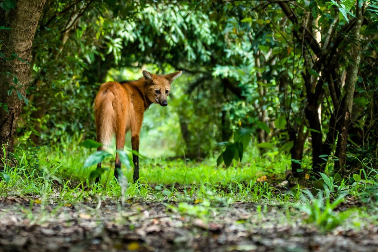 Hotel Recanto Verde Teresina de Goias Zewnętrze zdjęcie